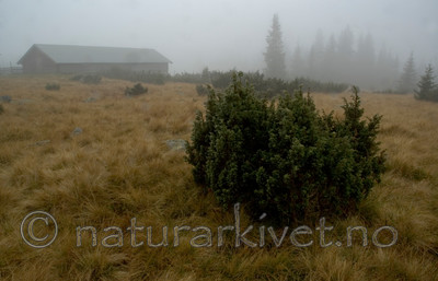 BB 05 0313 / Juniperus communis / Einer
